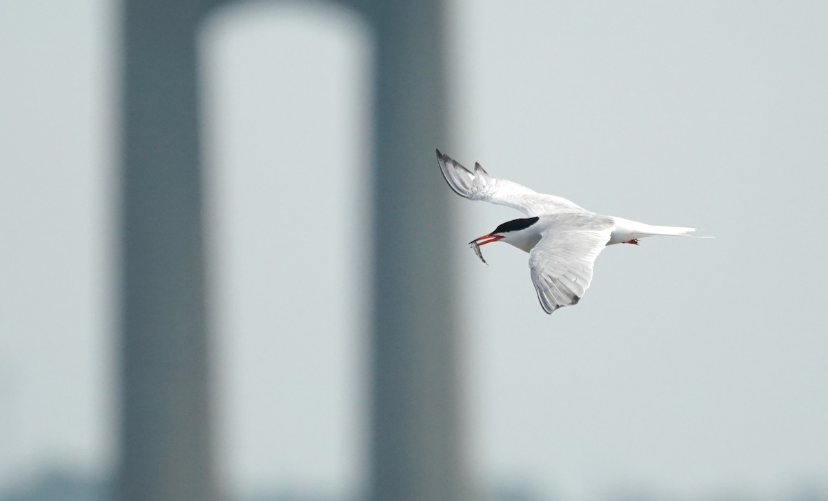 Common Tern - Indira Thirkannad