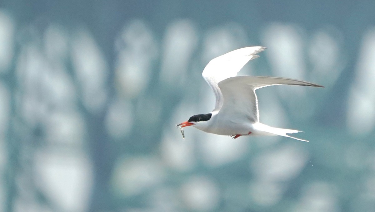 Common Tern - Indira Thirkannad