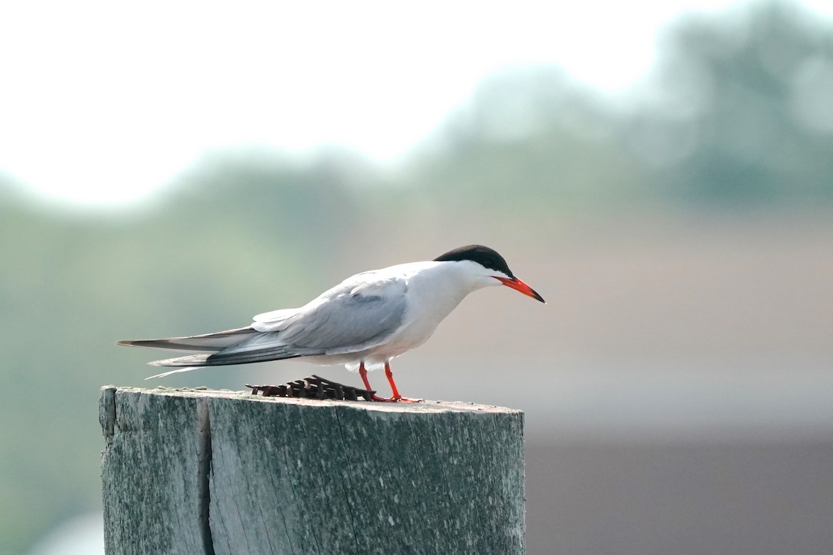 Common Tern - Indira Thirkannad