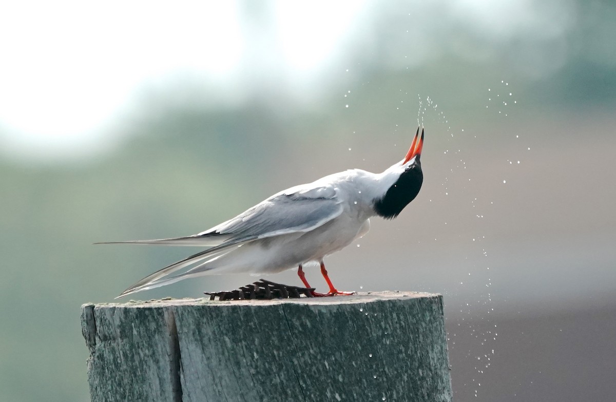 Common Tern - Indira Thirkannad