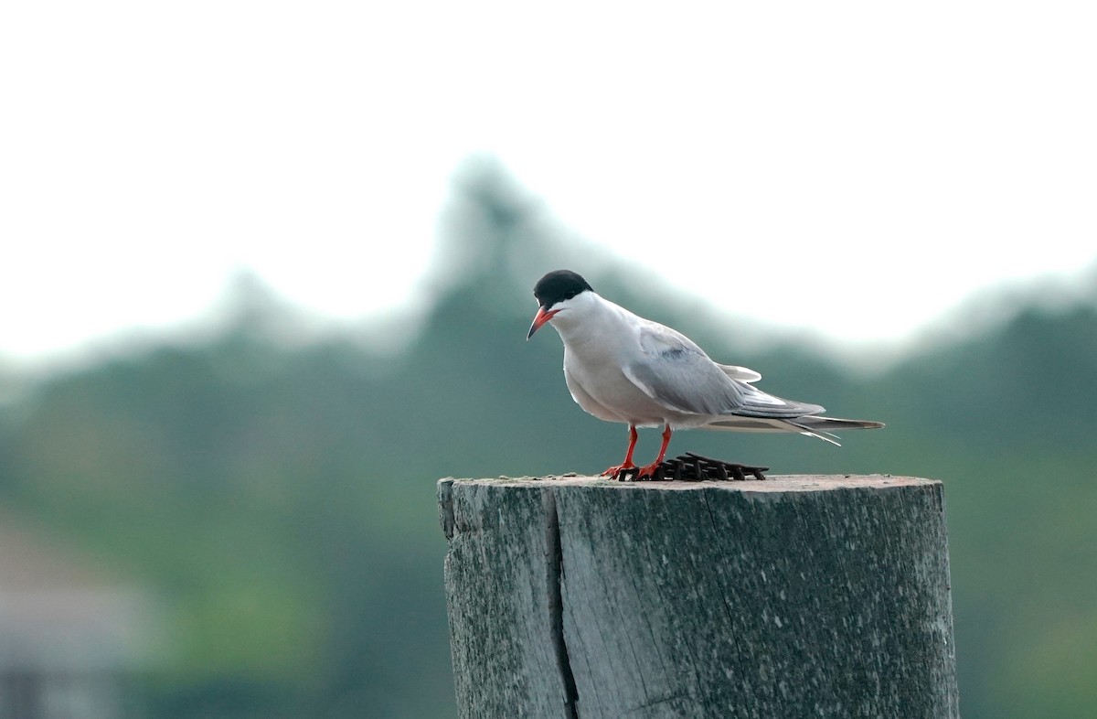 Common Tern - Indira Thirkannad