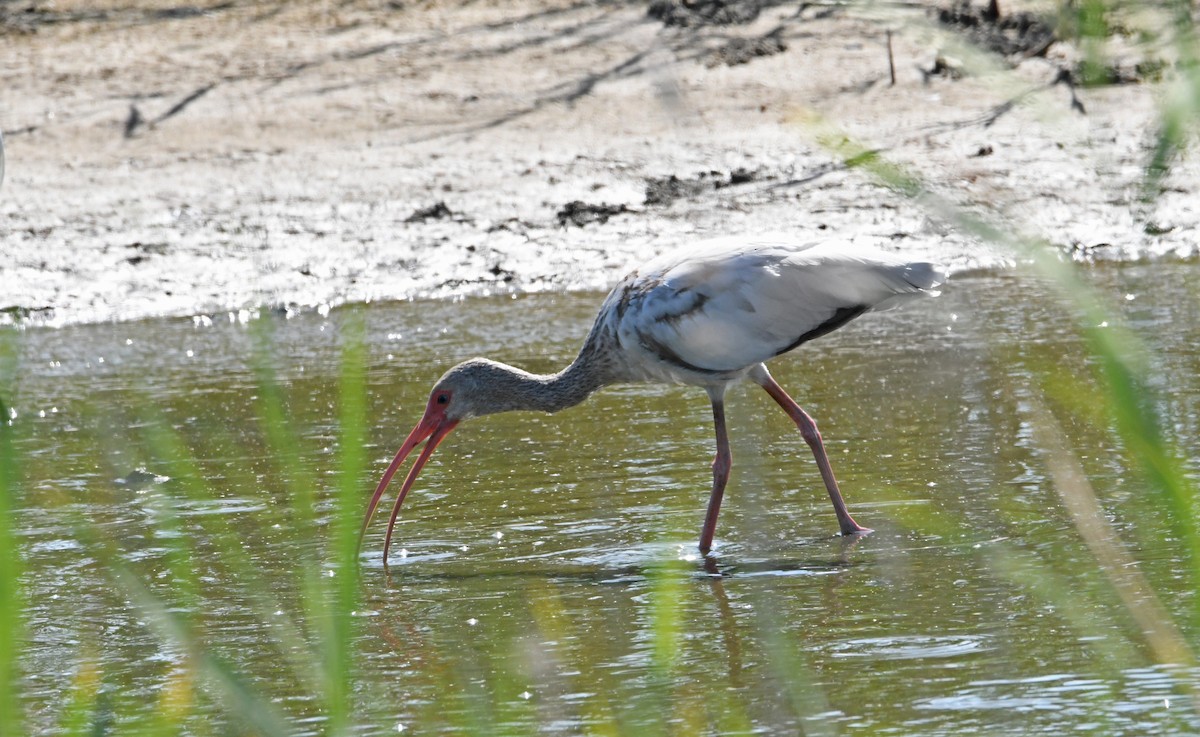 White Ibis - ML351667781