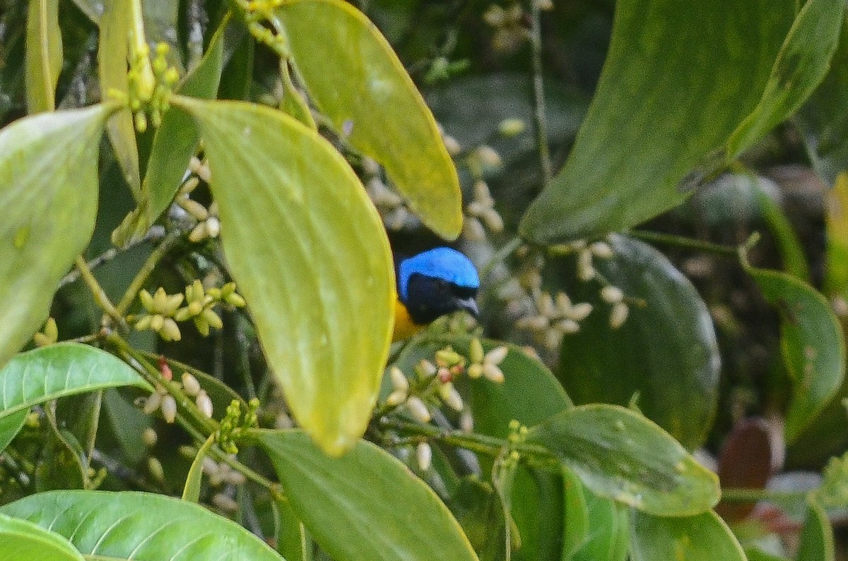 Golden-rumped Euphonia - ML35166921