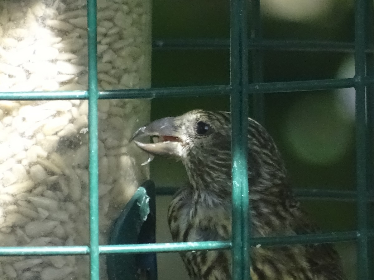 Red Crossbill - ML351669461