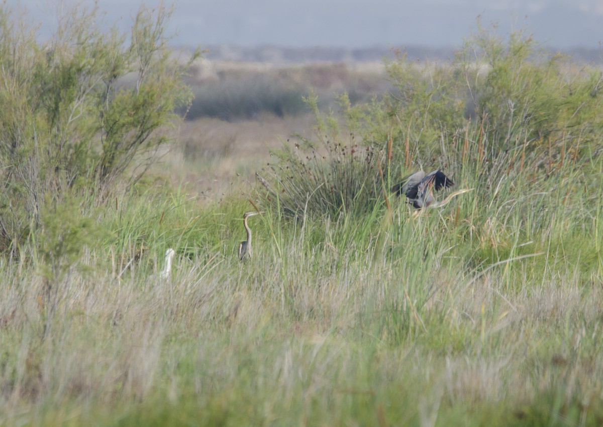 Purple Heron - ML351670581