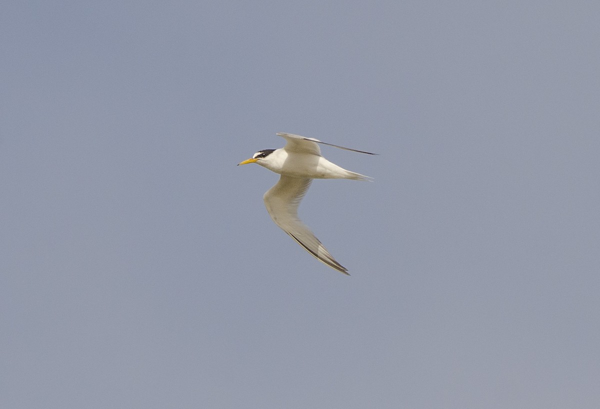 Little Tern - ML351670621