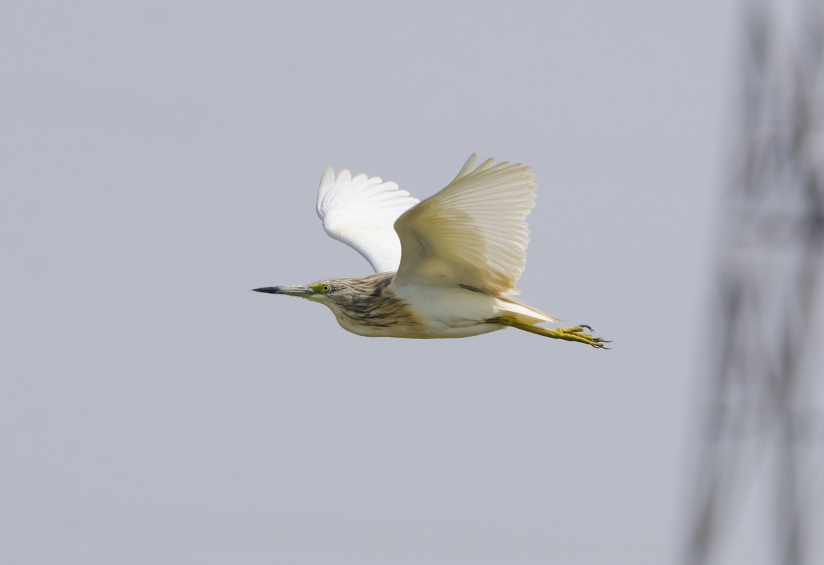 Squacco Heron - ML351670891