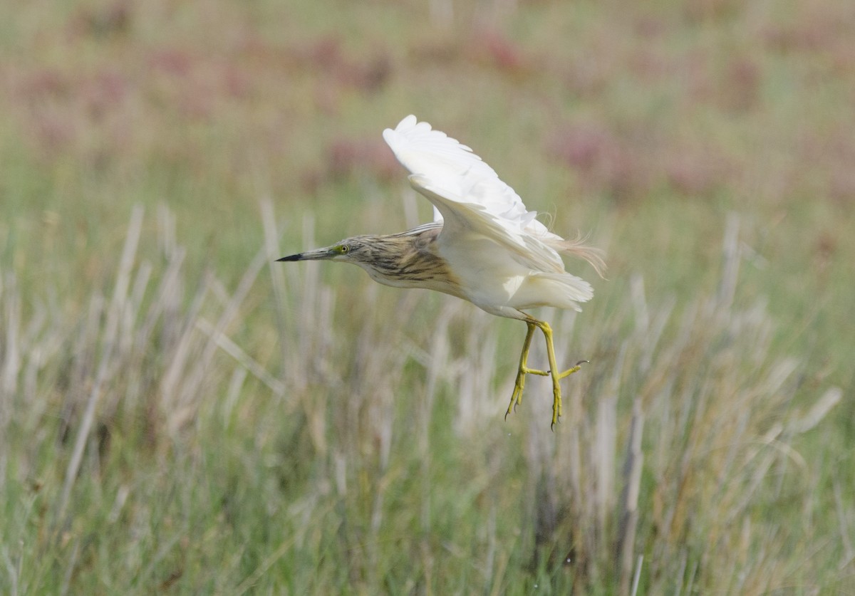 Squacco Heron - ML351670901