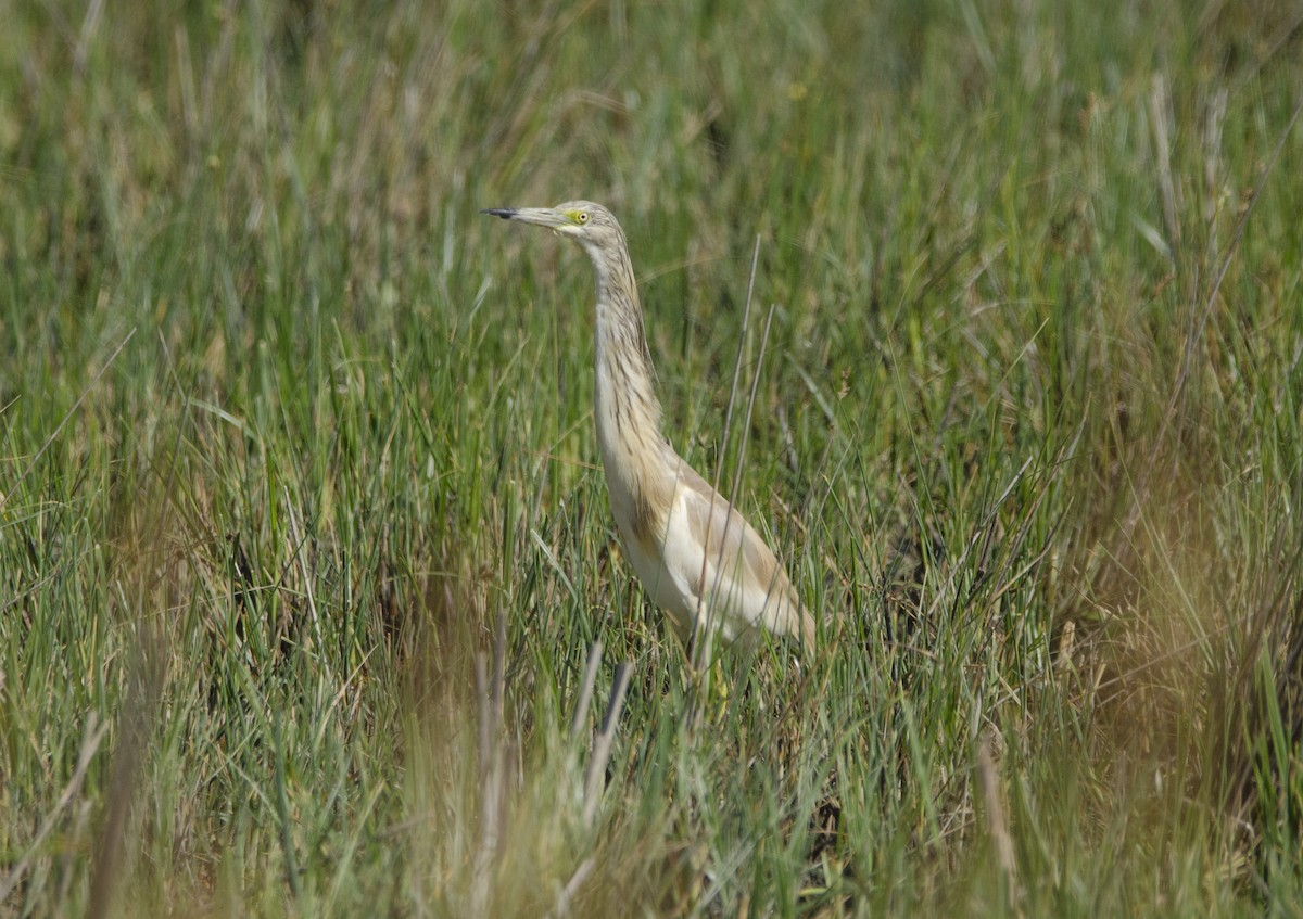 Squacco Heron - ML351670911