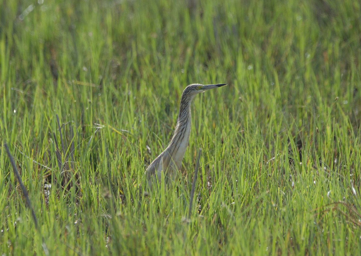 Squacco Heron - ML351670921