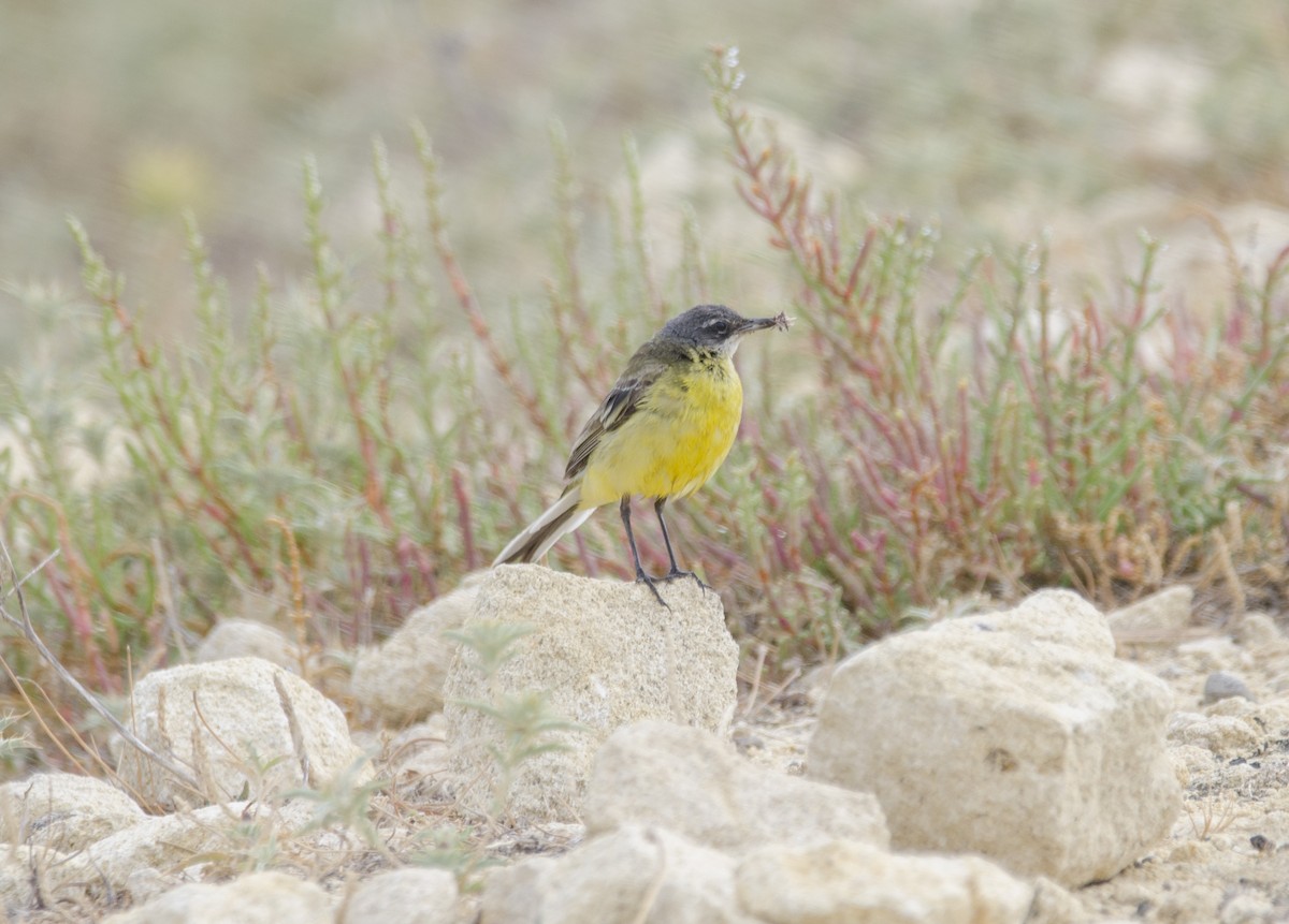 Western Yellow Wagtail - ML351671001