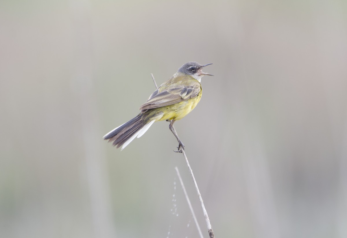 Western Yellow Wagtail - ML351671011