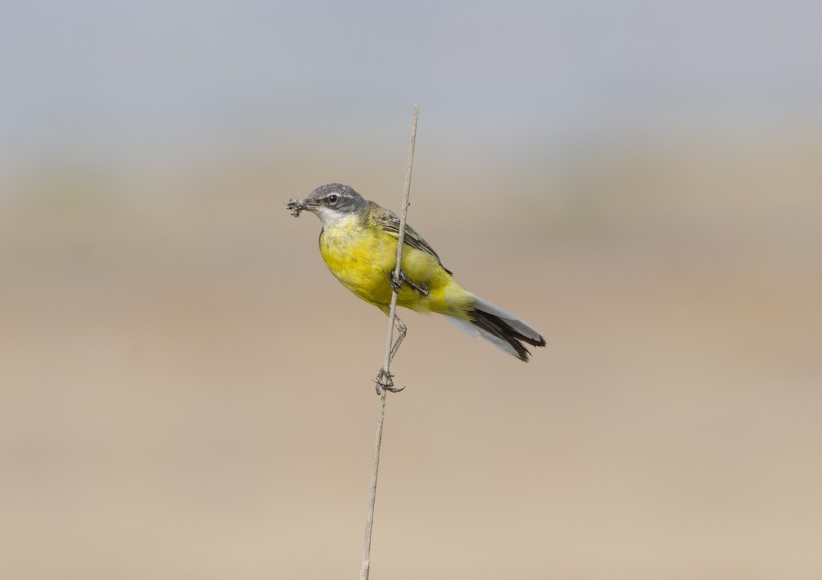 Western Yellow Wagtail - ML351671021