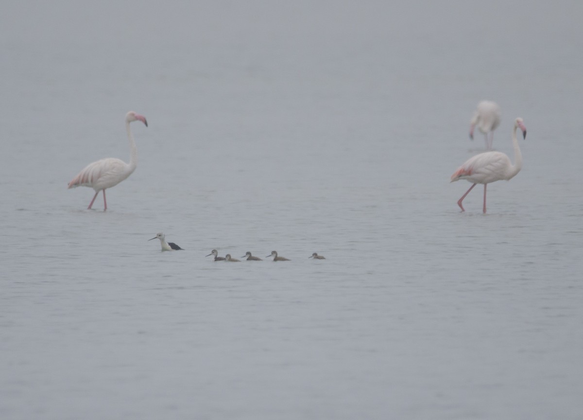 Black-winged Stilt - ML351671041