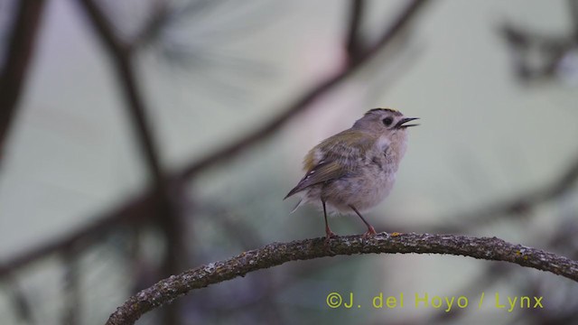 Wintergoldhähnchen - ML351671671