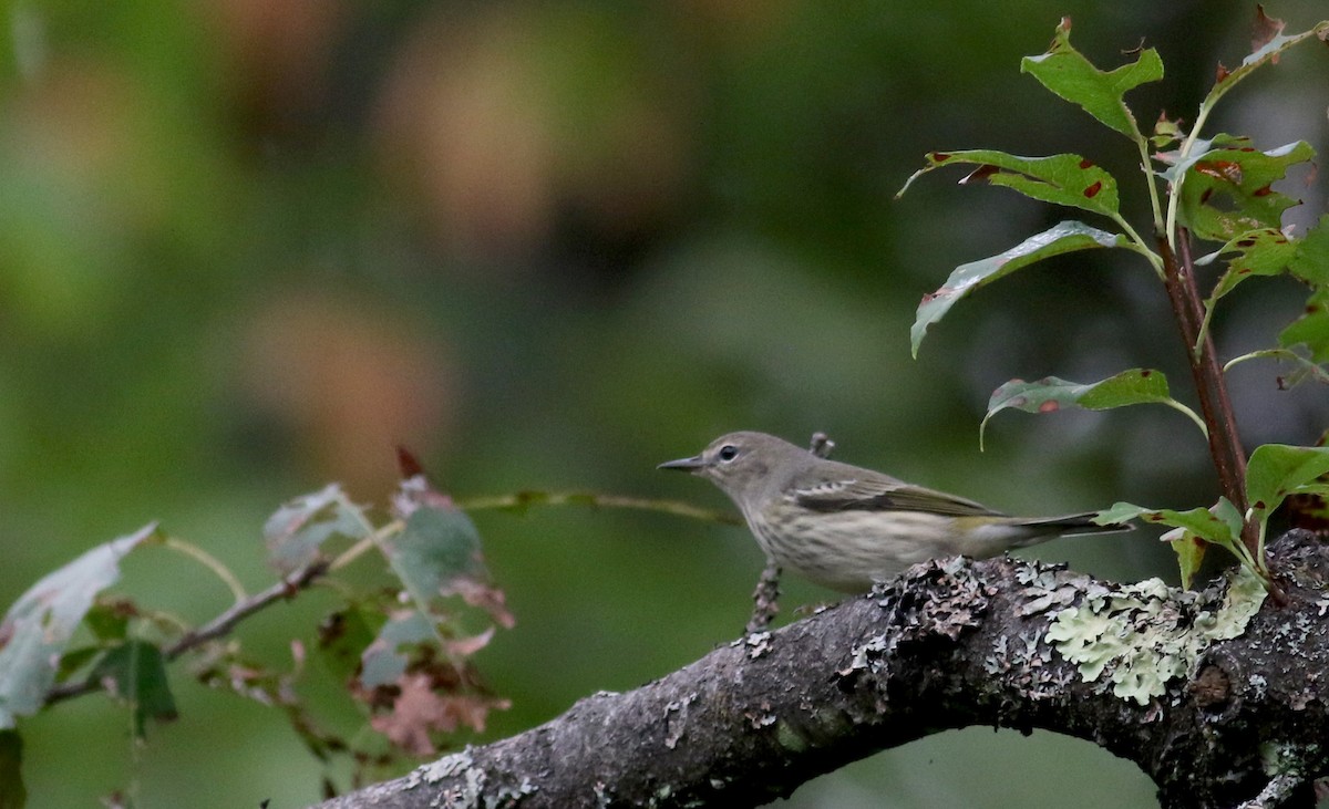 Cape May Warbler - Jay McGowan