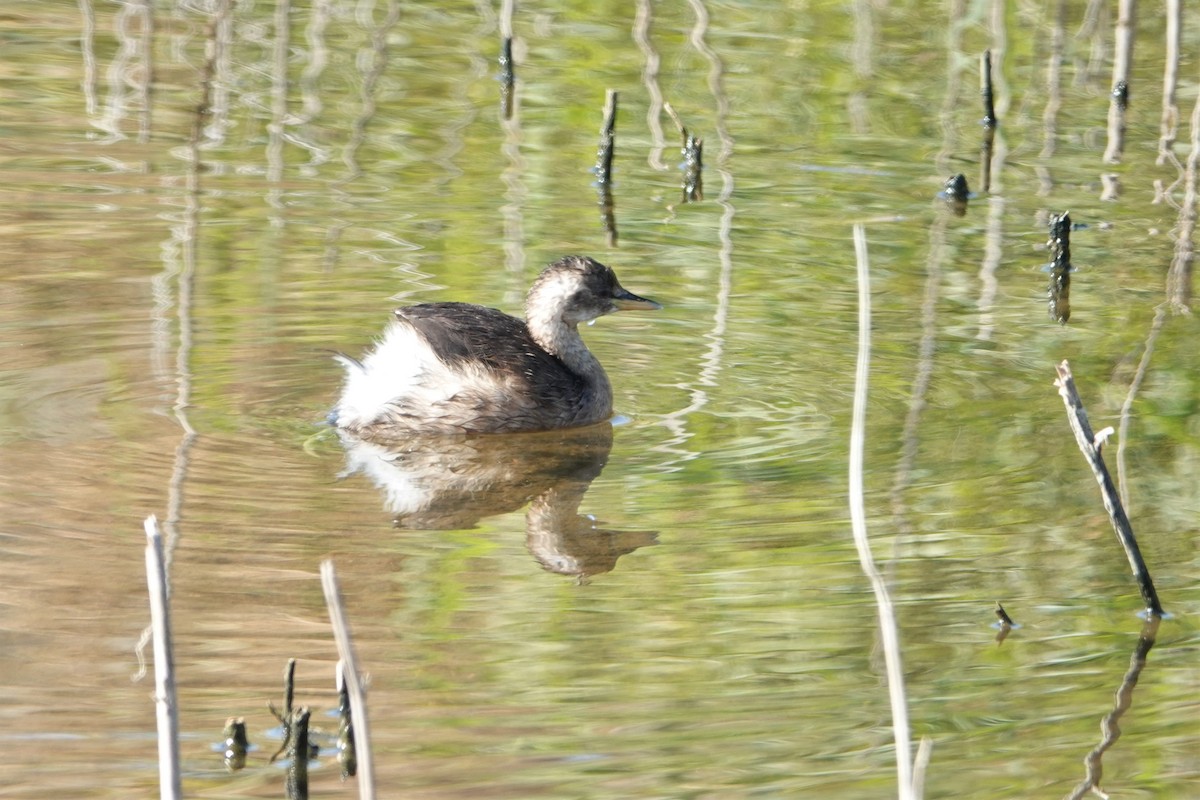 Little Grebe - ML351675571