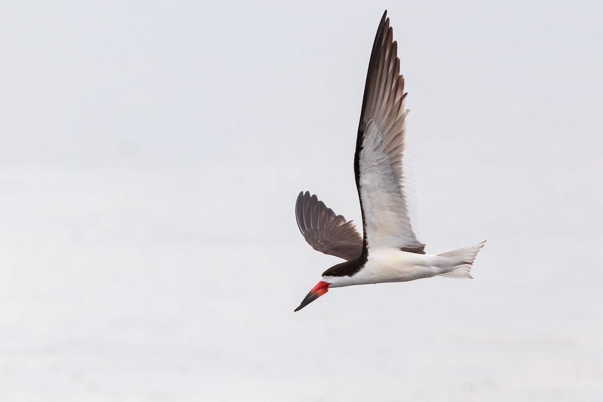 Black Skimmer - ML351677281