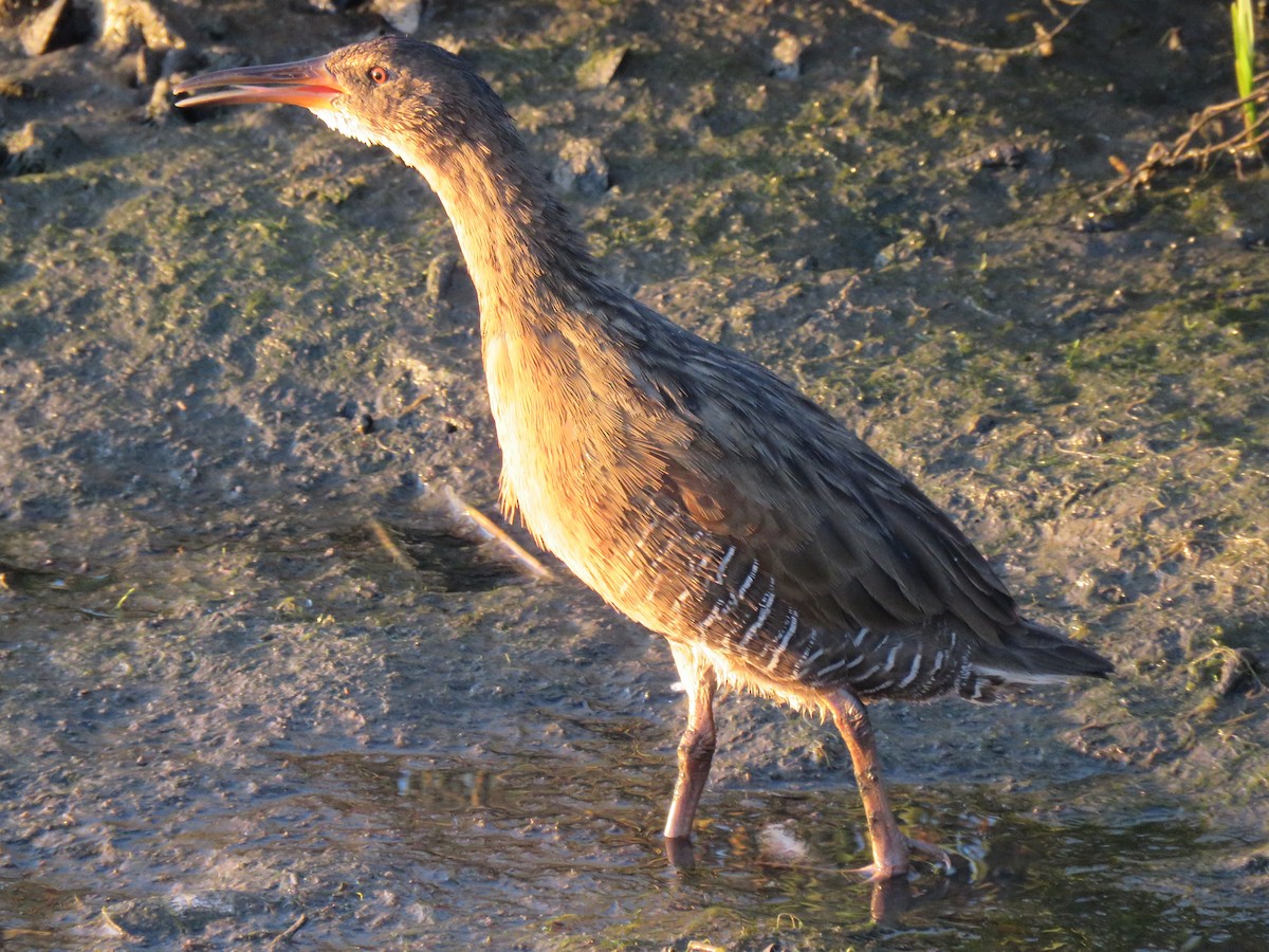 Ridgway's Rail (Light-footed) - ML35167751