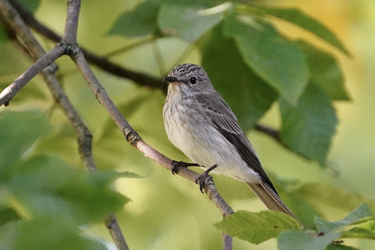 gråfluesnapper (striata gr.) - ML351678051