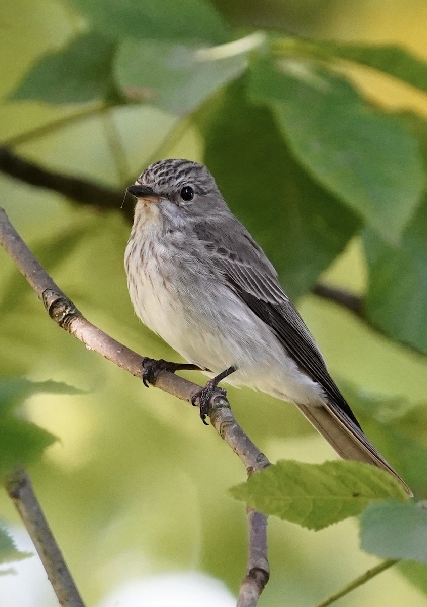 gråfluesnapper (striata gr.) - ML351678231