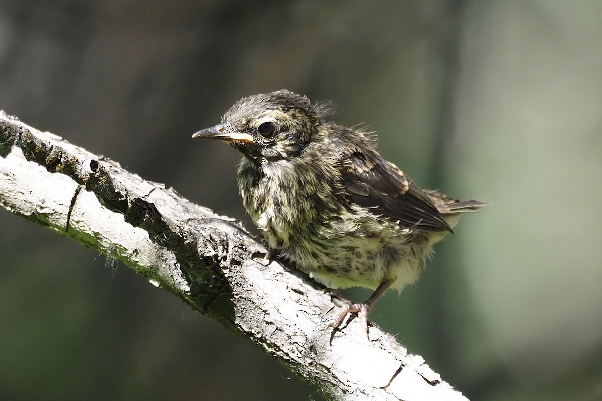 Northern Waterthrush - Donna Pomeroy