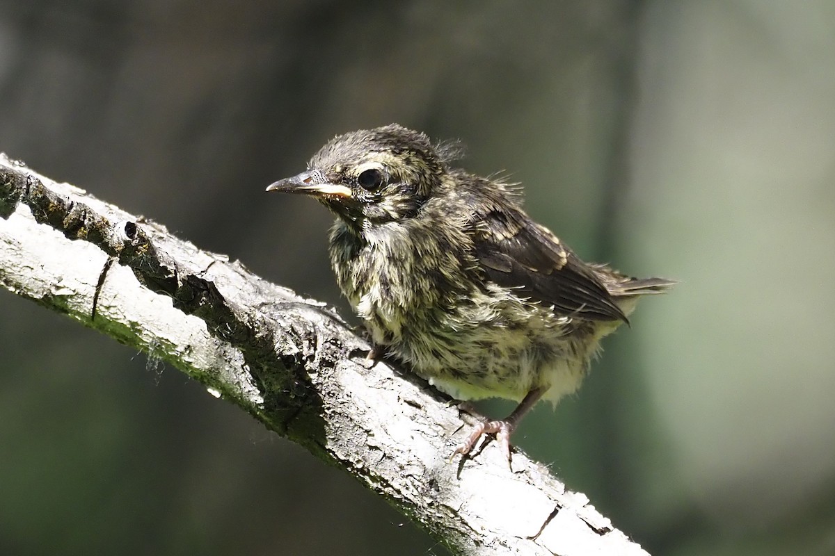 Northern Waterthrush - ML351679651