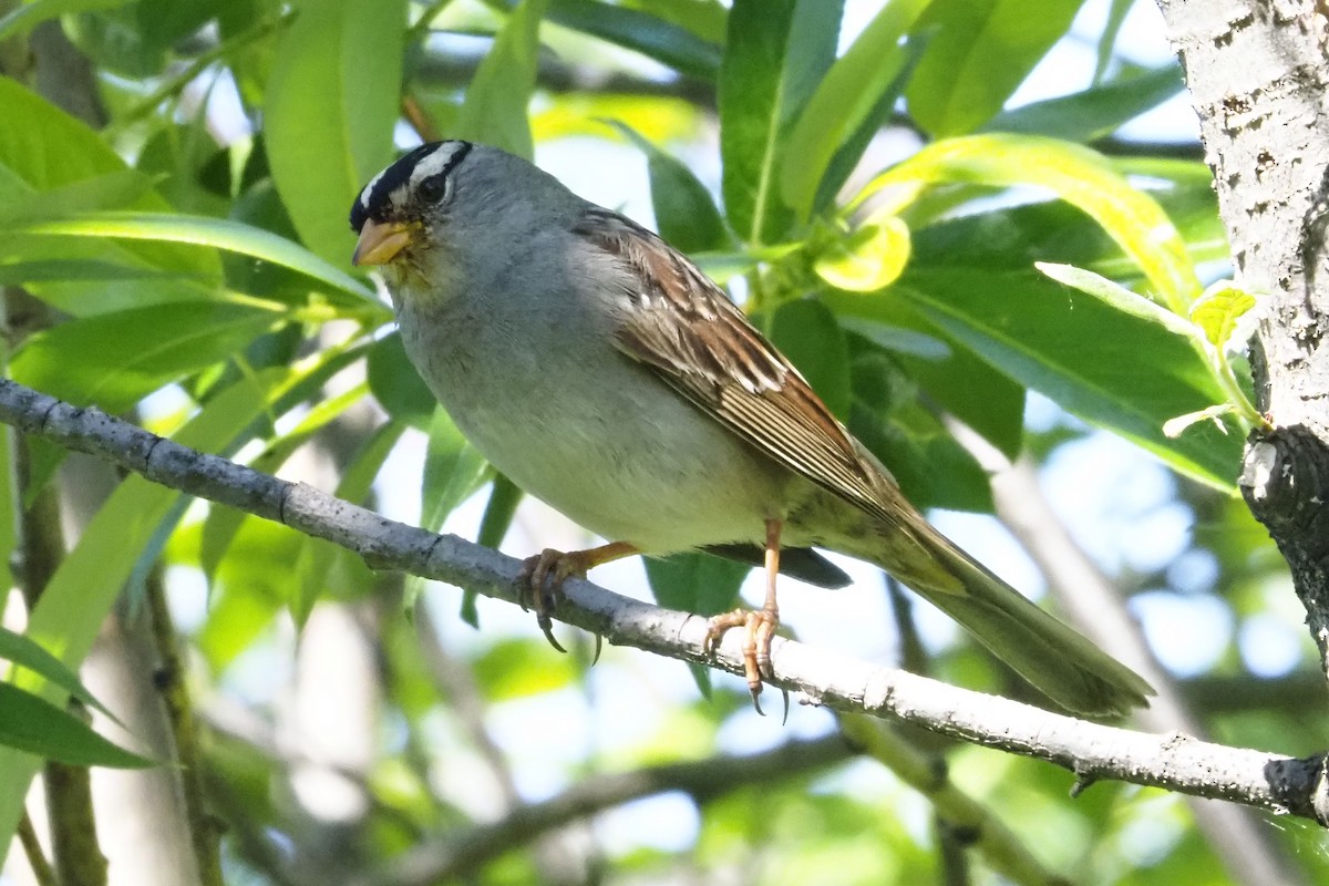 White-crowned Sparrow - ML351679861