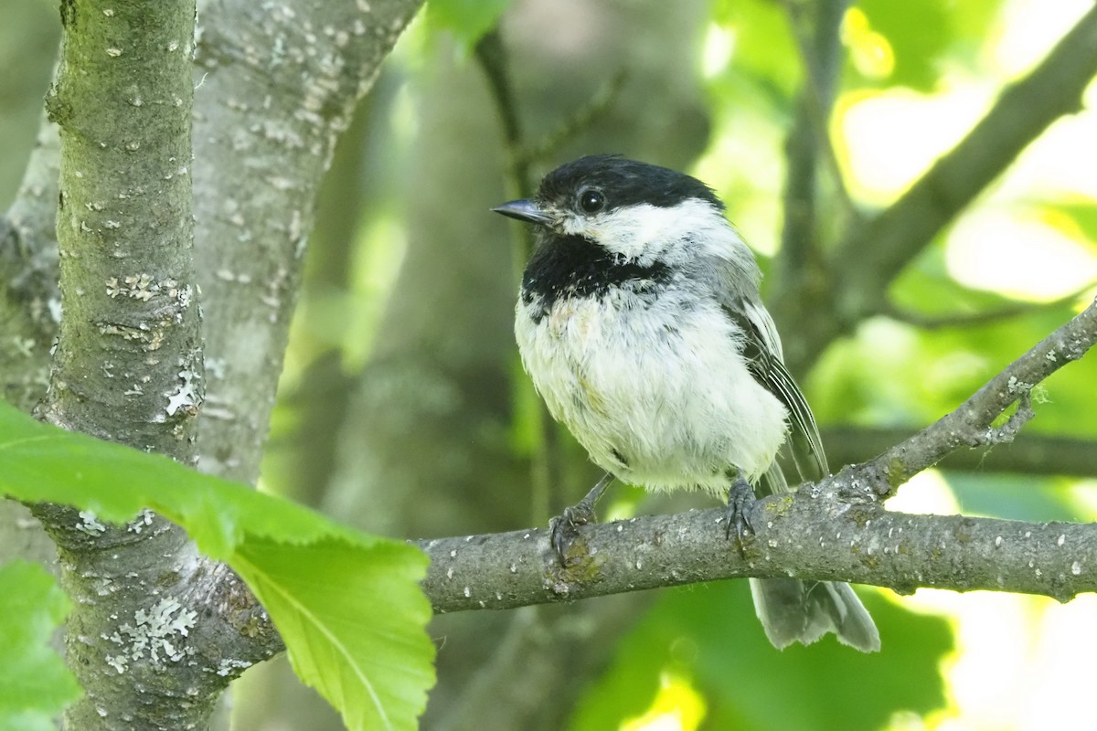 Mésange à tête noire - ML351679881