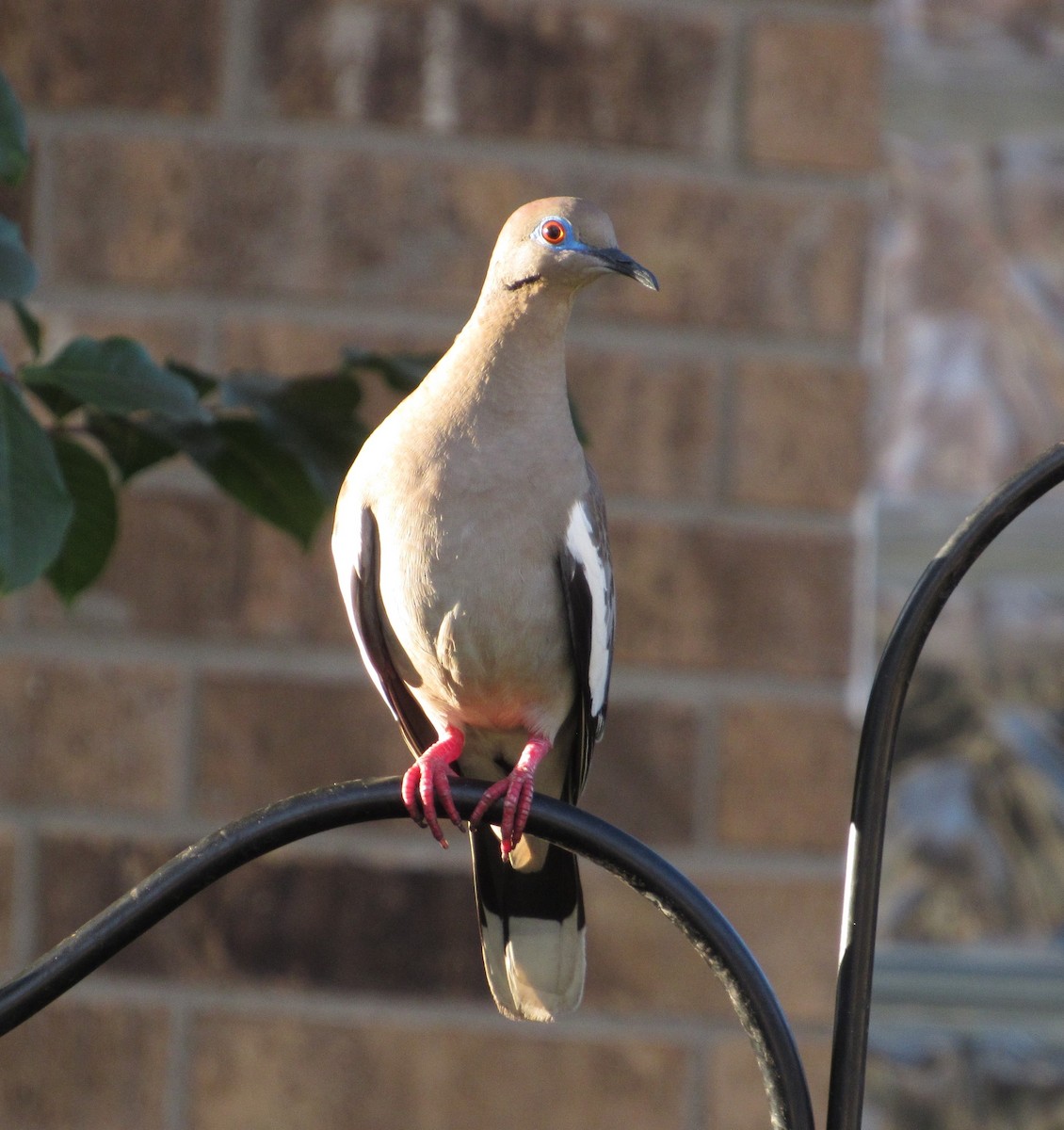 White-winged Dove - ML351682041