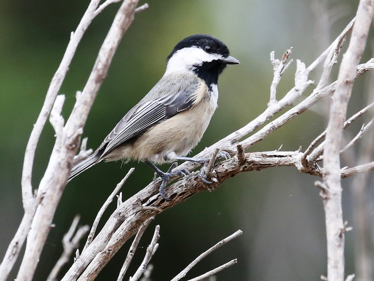 Black-capped Chickadee - ML35168301
