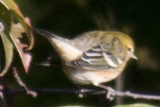 Bay-breasted Warbler - David Brown