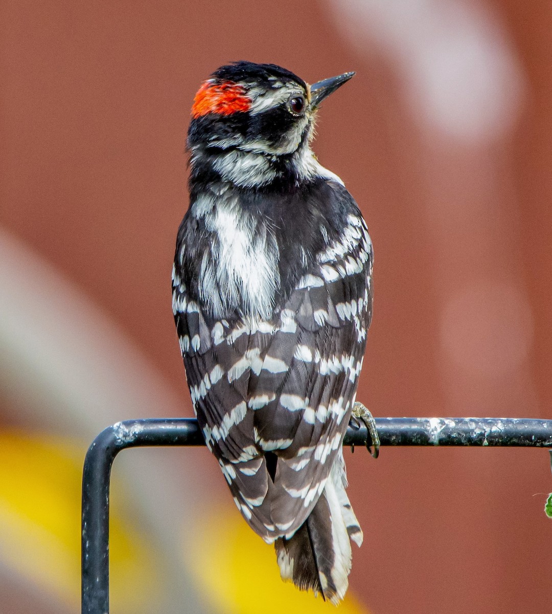 Downy Woodpecker - Trina Littlefield