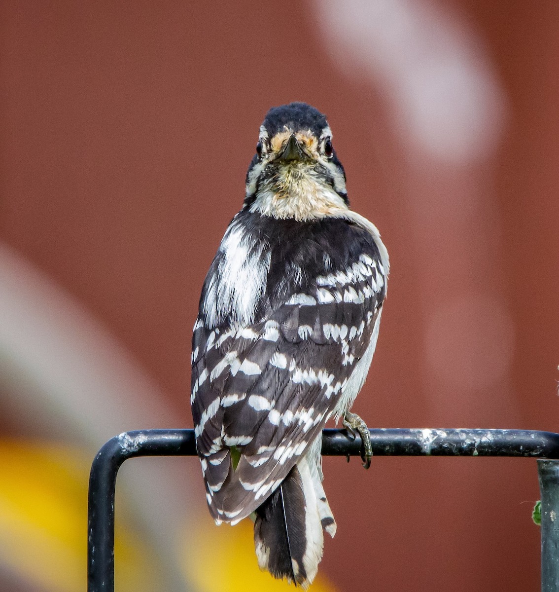 Downy Woodpecker - ML351684031