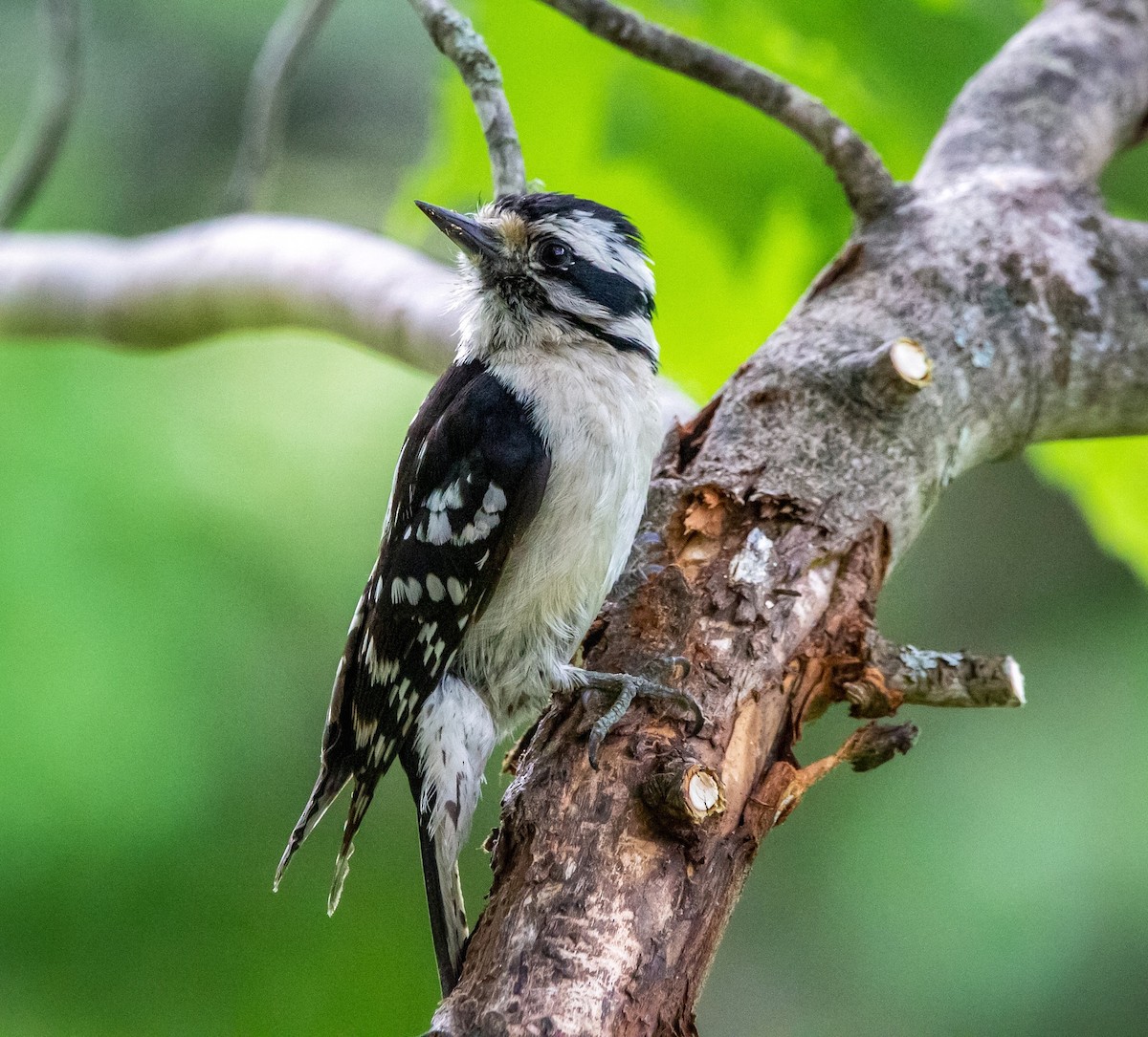 Downy Woodpecker - ML351684051