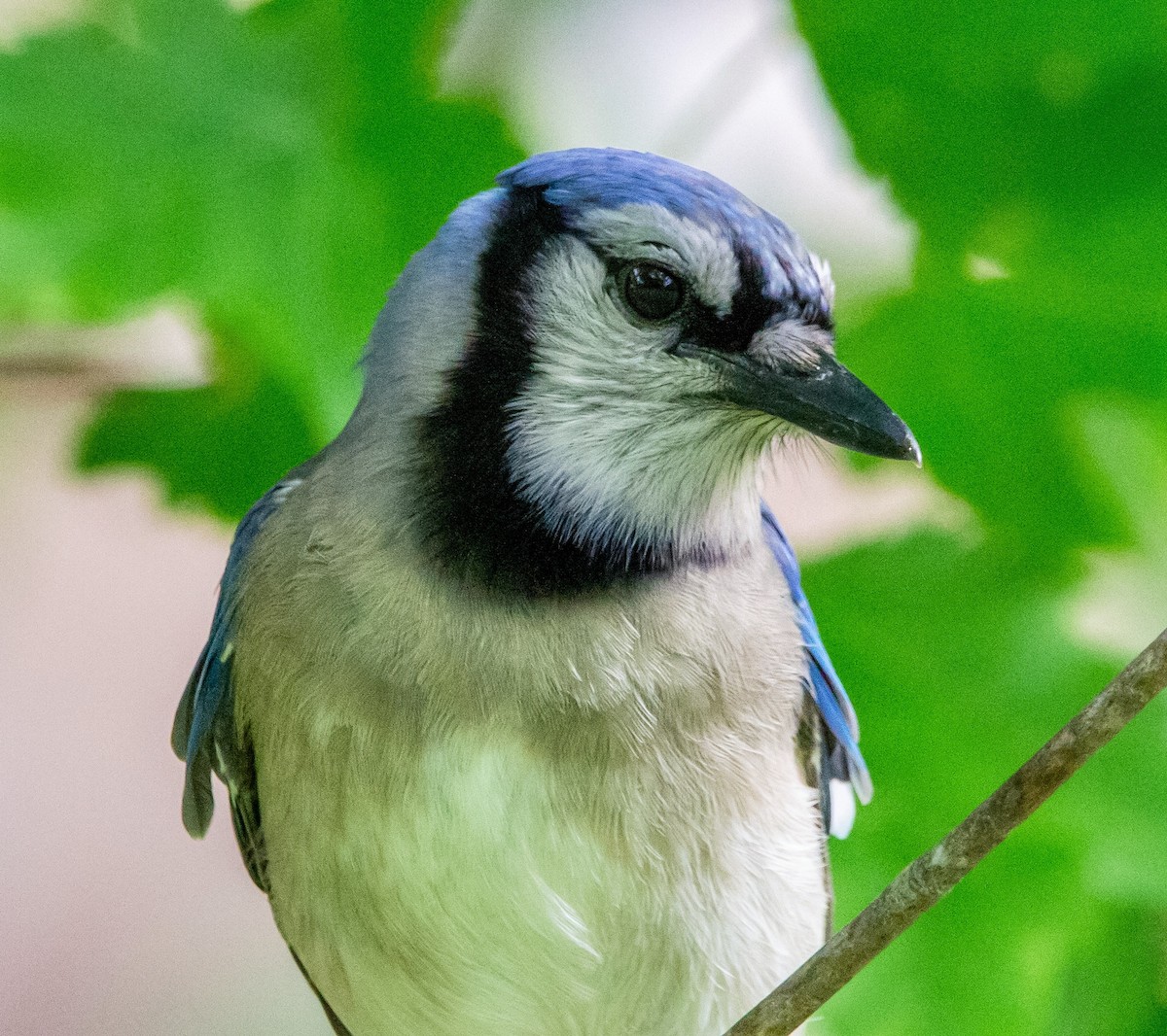 Blue Jay - ML351684451