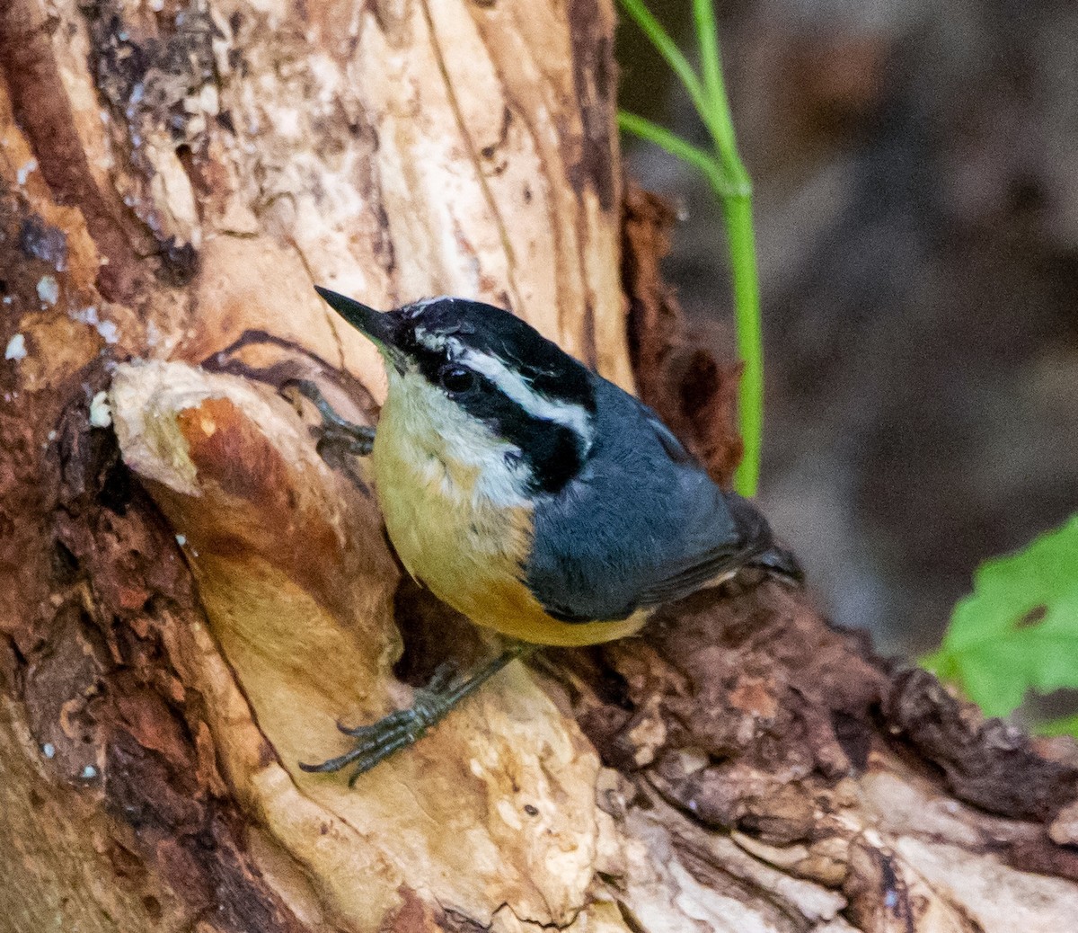 Red-breasted Nuthatch - ML351684801