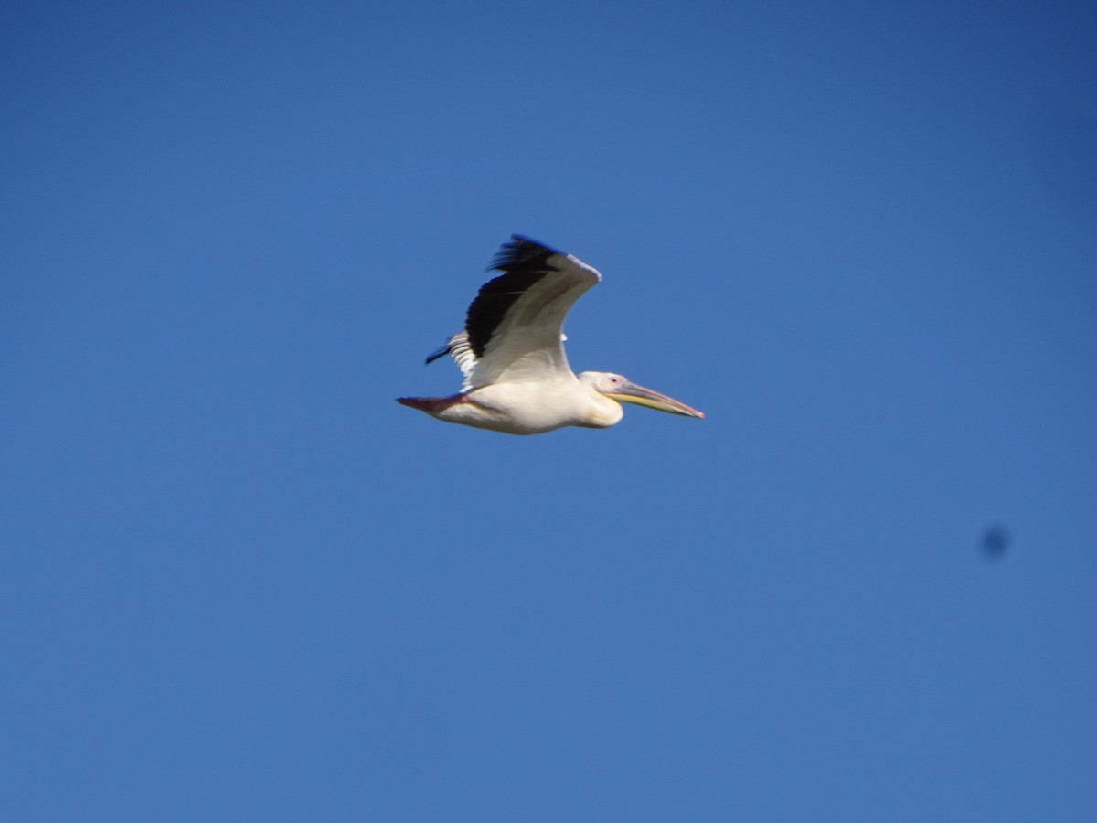 Great White Pelican - António Cotão