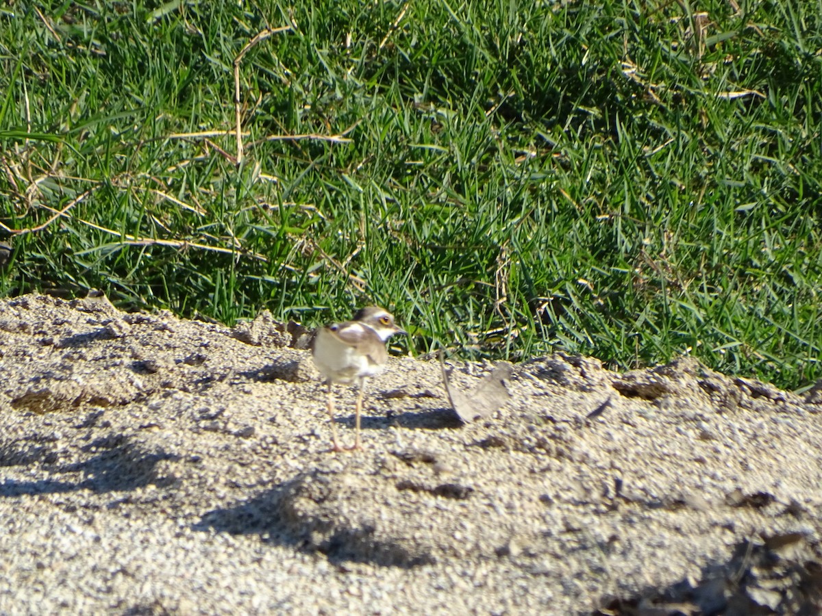 Little Ringed Plover - António Cotão