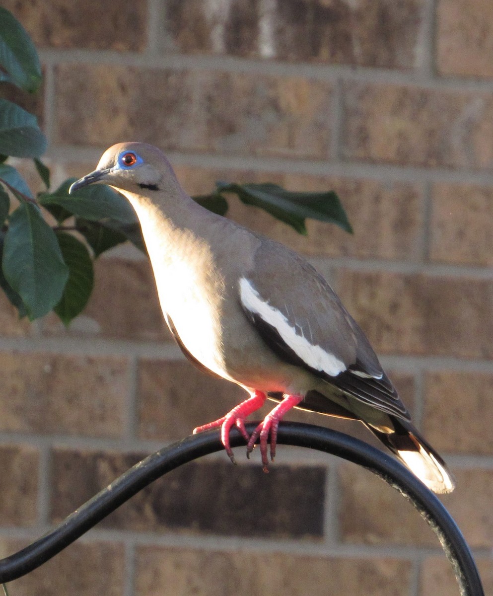 White-winged Dove - ML351688611