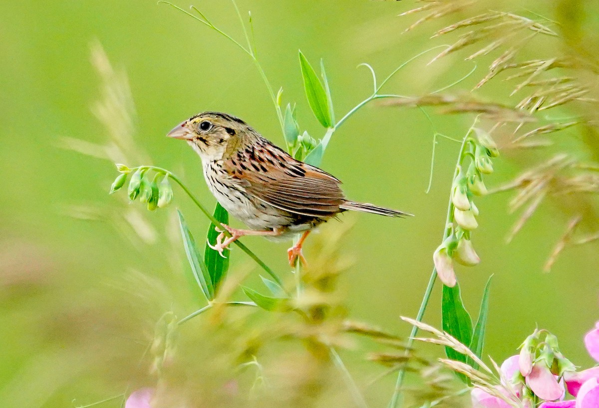 Henslow's Sparrow - ML351688951