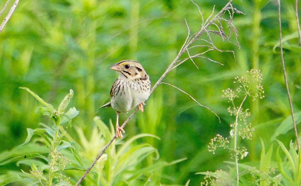 Henslow's Sparrow - ML351689131
