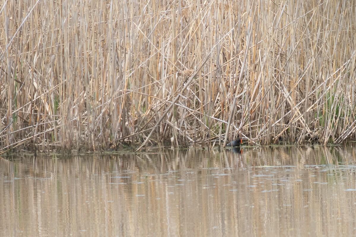 Common Gallinule - ML351690351