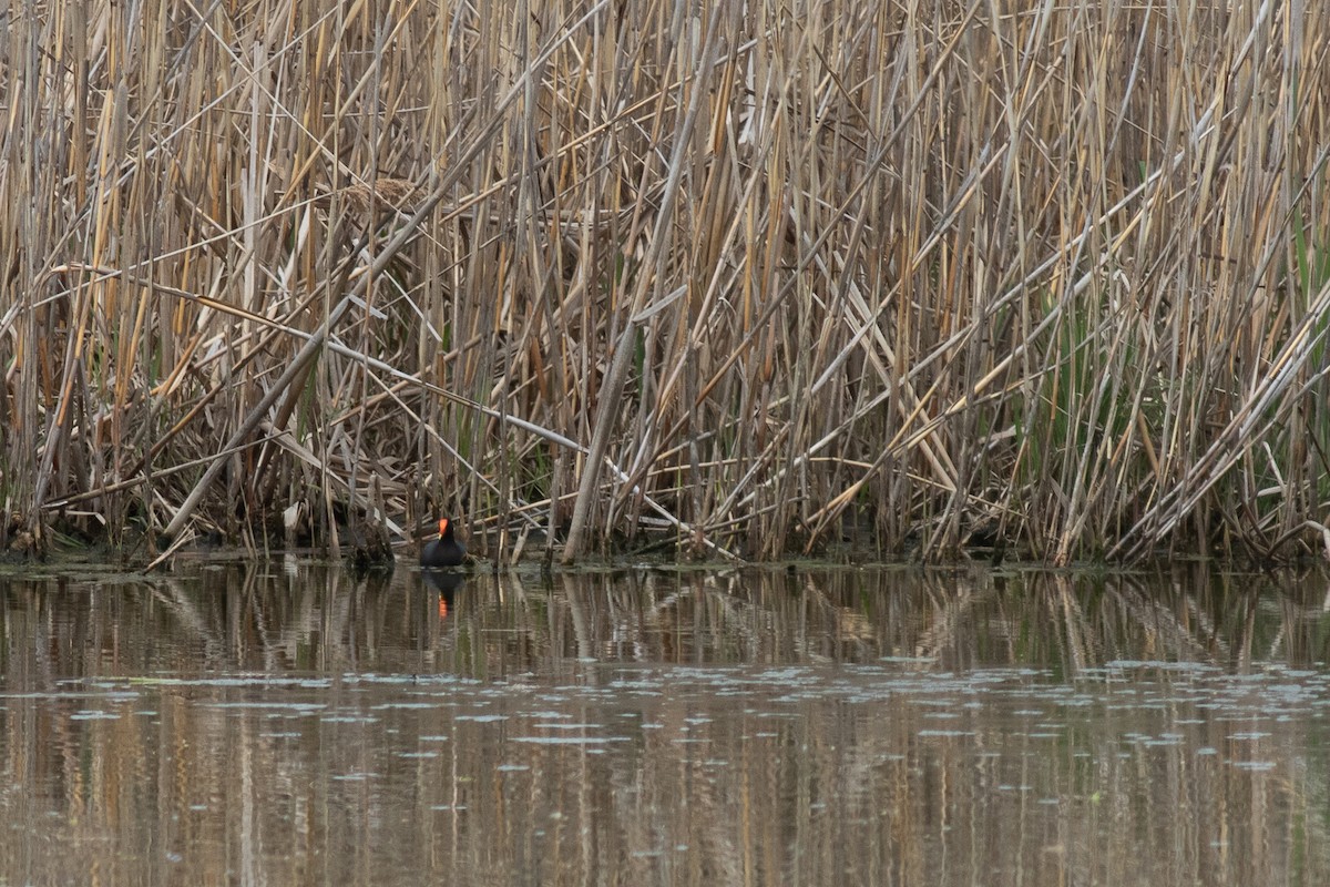 Common Gallinule - ML351690361