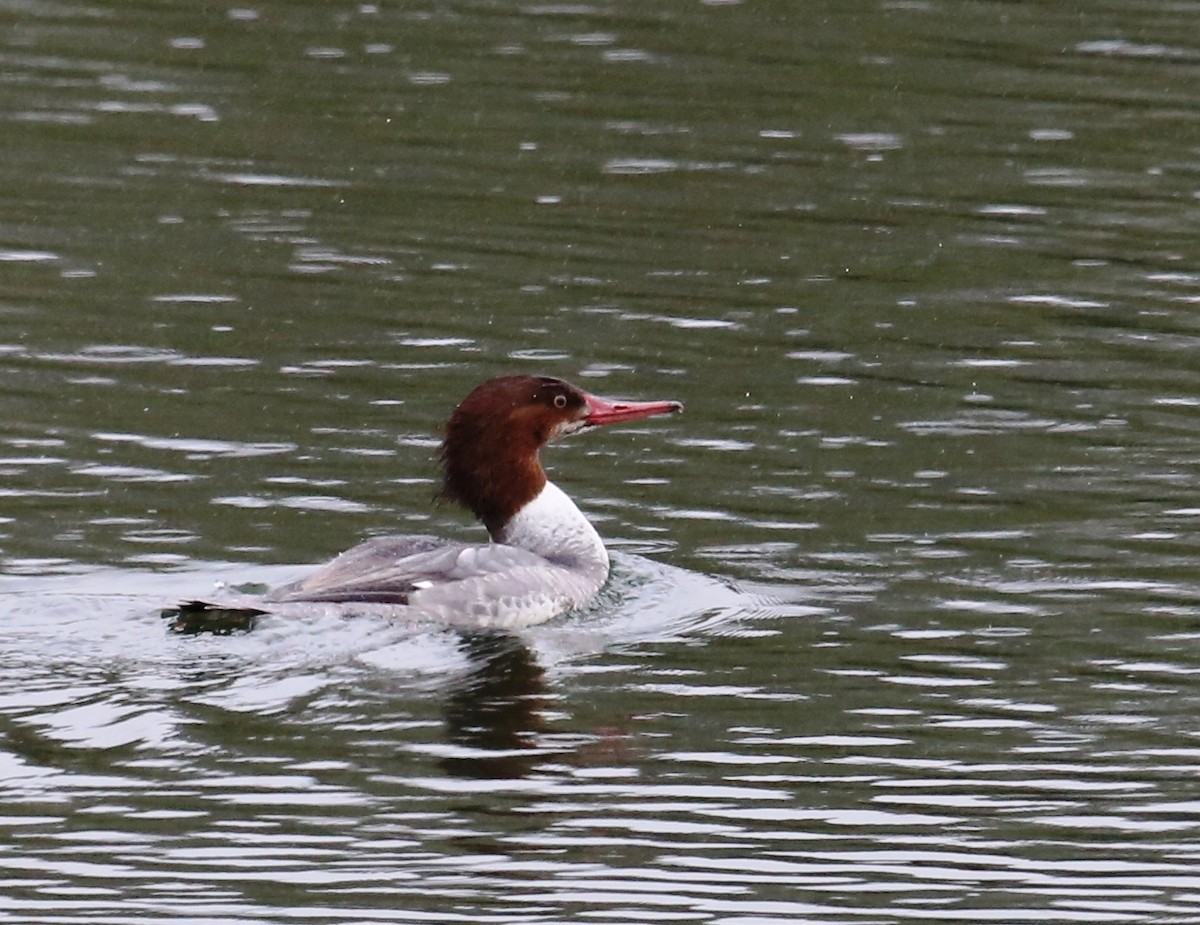 カワアイサ - ML35169041