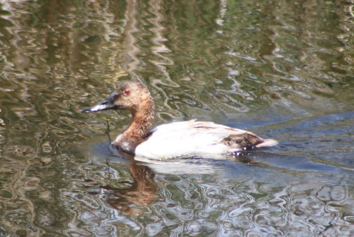 Canvasback - ML351692011