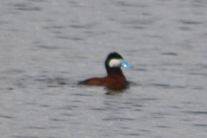 Ruddy Duck - ML351692071