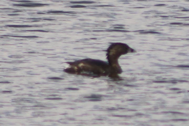 Pied-billed Grebe - ML351692161