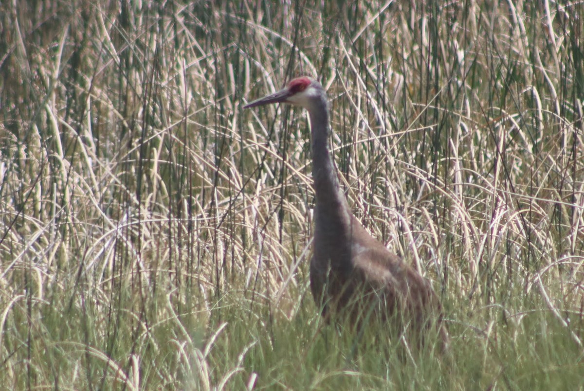 Sandhill Crane - ML351692191