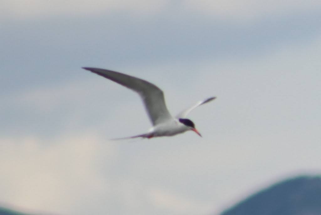 Forster's Tern - Edison Hinckley